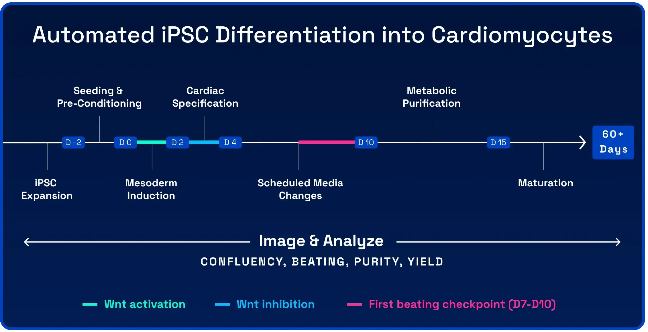 Automated iPSC-to-cardiomyocyte differentiation protocol timeline on the NPi-11, from seeding through maturation over 60-plus days