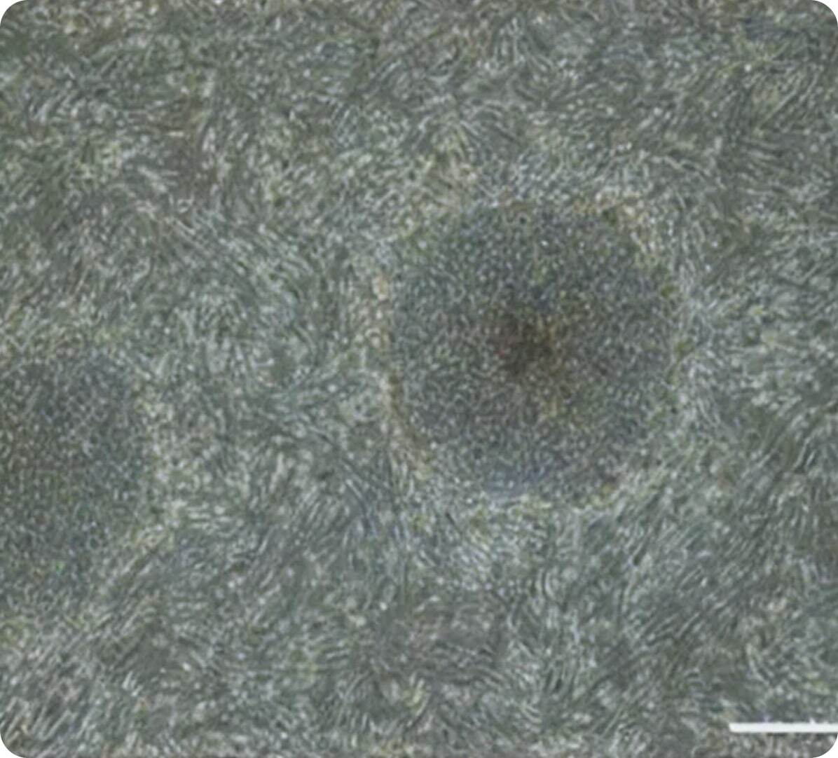 Phase-contrast microscopy of an undifferentiated iPSC colony after long-term automated cell culture on the NPi-11, showing maintained pluripotent morphology